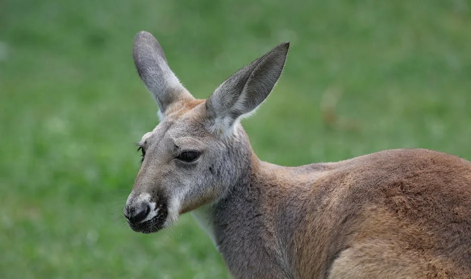 Ações da Cochin Shipyard e Mazagon Dock disparam até 18%: entenda o que motivou — Empresas