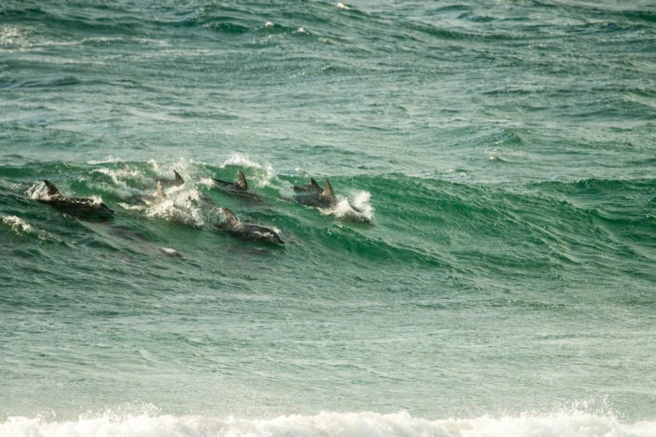 África do Sul: Ataque Xenófobo em Mossel Bay Mata Cinco Moçambicanos — Europa