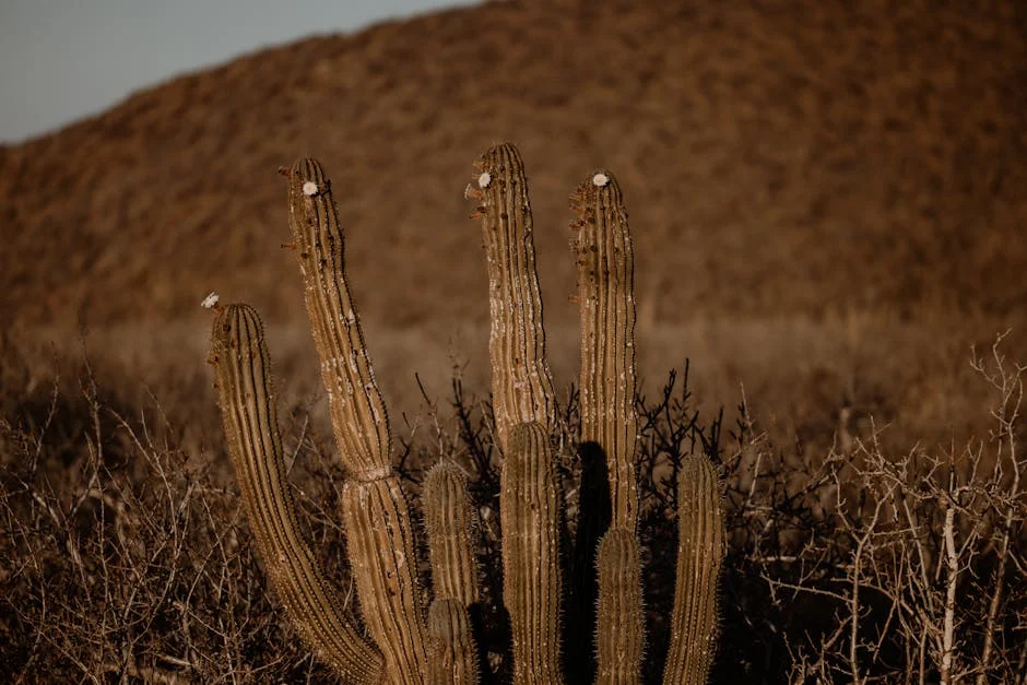 After Impacto em Portugal — o que é After e por que importa — Empresas