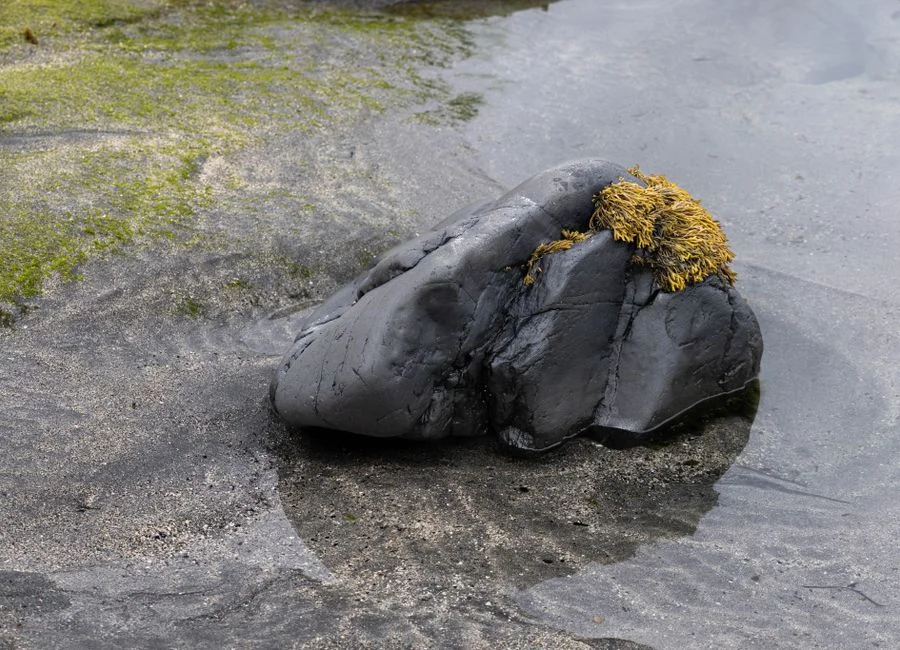 America@250 enfrenta infestação de algas verdes durante celebrações nos EUA — Industria