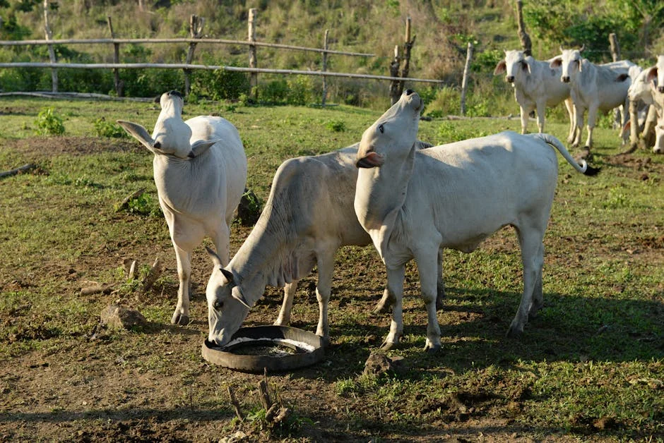 Angola suspende importação de carne bovina após aumento de preços — Empresas