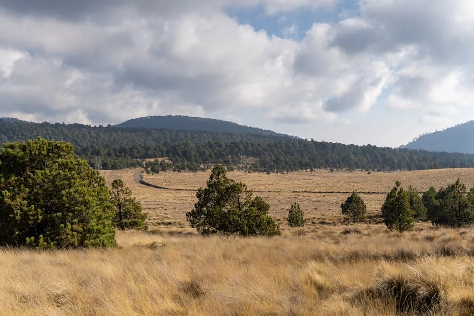 Atlas e Tigres UANL Se Enfrentam em Jogo Decisivo na Liga Mexicana — Empresas
