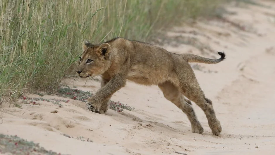 Betclic revela júri do Tribunal Criativo: impacto nas competições Young Lions Portugal — Empresas