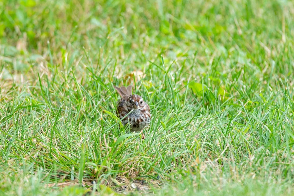 Blue Sparrow: O 'míssil do espaço' que eliminou Khamenei — o impacto no mercado — Empresas