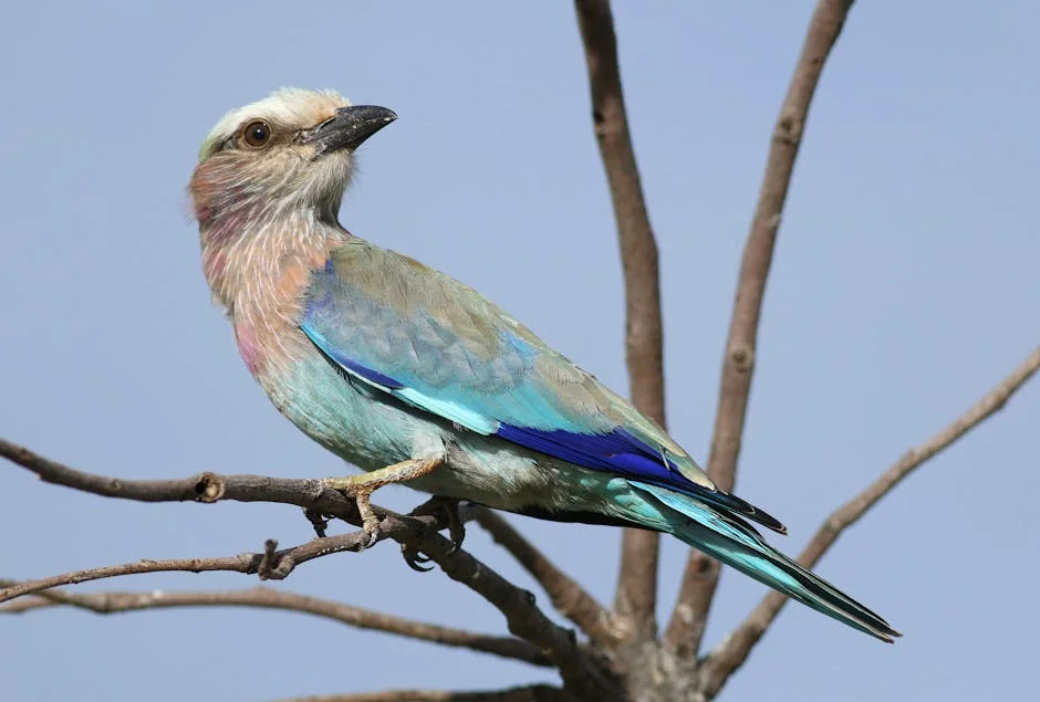 Botswana: Sistema de Saúde Financiado por Diamantes Enfrenta Crise Crónica — Empresas