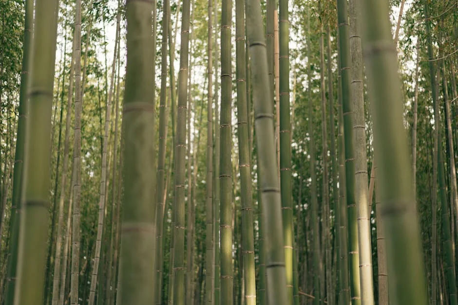 Brigid Kosgei conquista Tokyo Marathon em tempo recorde — o impacto no mercado — Empresas