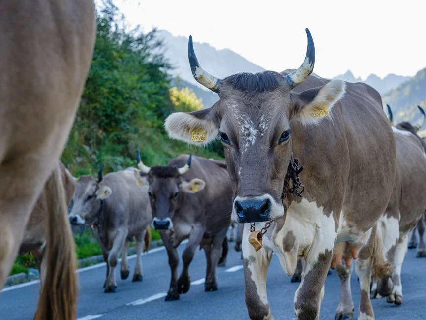 Bruna Dantas Lobato critica política migratória dos EUA: discriminação em foco — Empresas