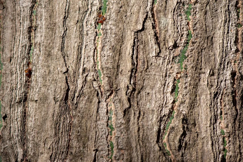 Bulls Apresentam Desafio ao Stormers na Cidade de Pretória - 100º Capítulo de Van Staden — Empresas