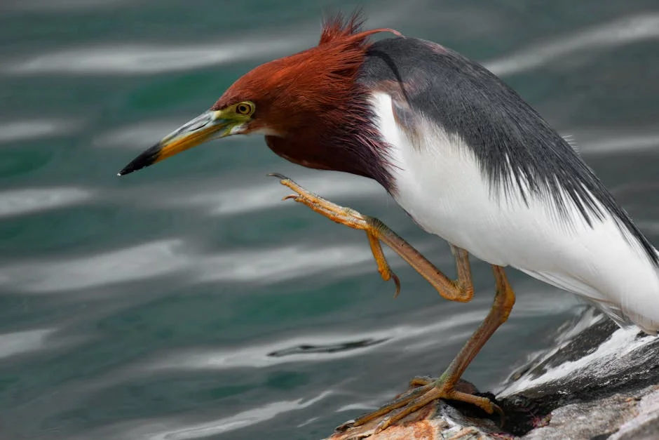 Castro Almeida admite que défice orçamental é 'um mal necessário' após mau tempo: impacto na economia — Empresas
