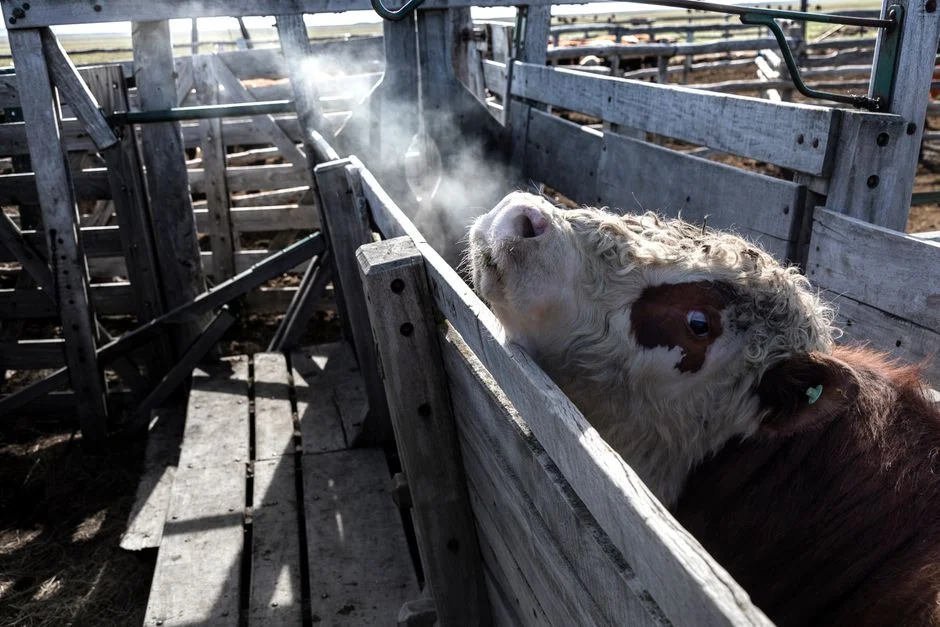 China Impõe Tarifa de 55% sobre Carne de Vaca da Austrália Após Cumprimento de Cota — Industria