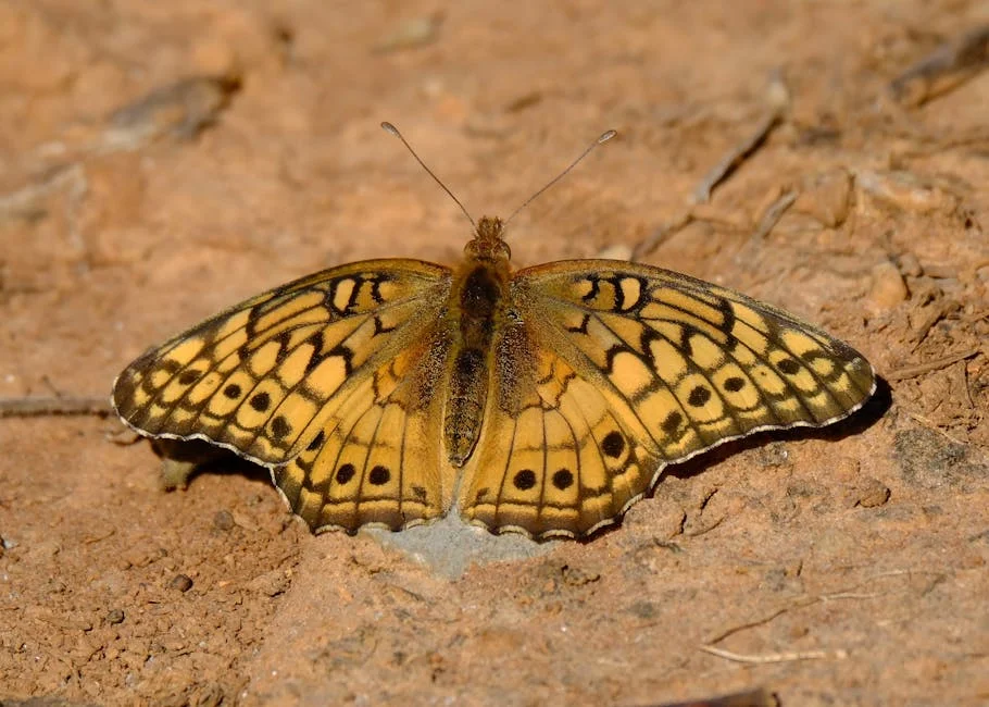 Claudia Sheinbaum Critica a ONU e Suas Implicações para a Economia Global — Tecnologia