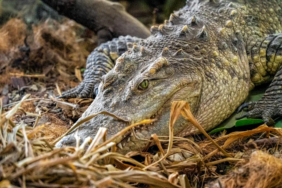 Crocodilos-marinheiros Invadem Litoral — Riscos Reais Para o Litoral Português? — Empresas