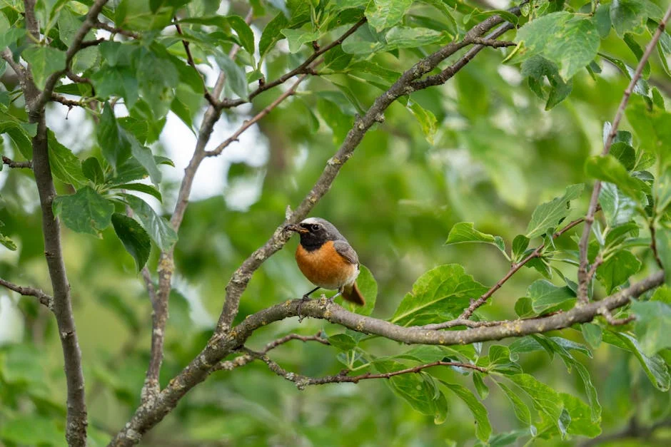 Dartford Warbler Regressa a Britain Após 60 Anos de Quase Extinção — Politica