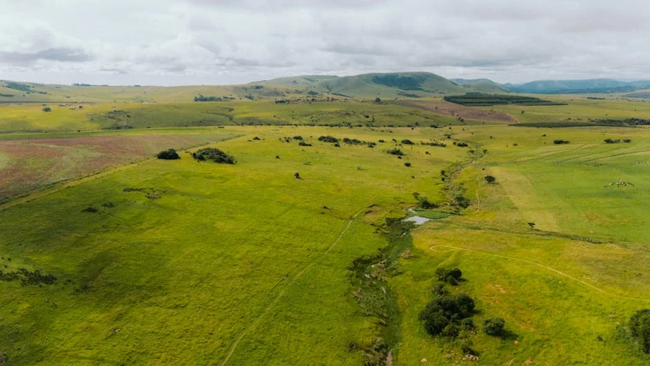 Desafios de John Steenhuisen: Consequências para o Mercado Sul-Africano — Empresas