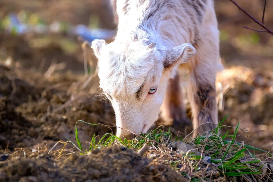 Elements Lamb revela nova estratégia de mercado — o que isso significa para investidores — Empresas