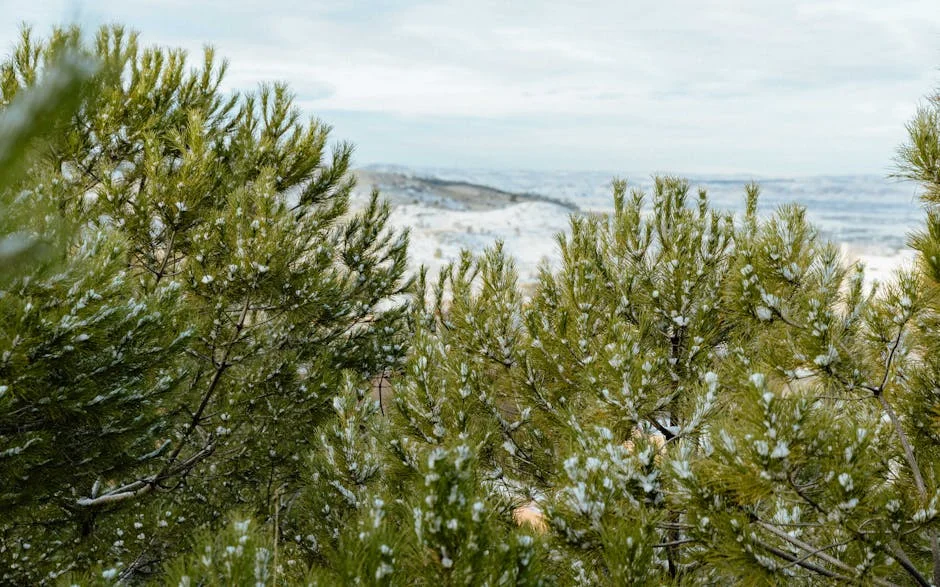 Esquiador haitiano vence obstáculos e inspira no Inverno — Empresas