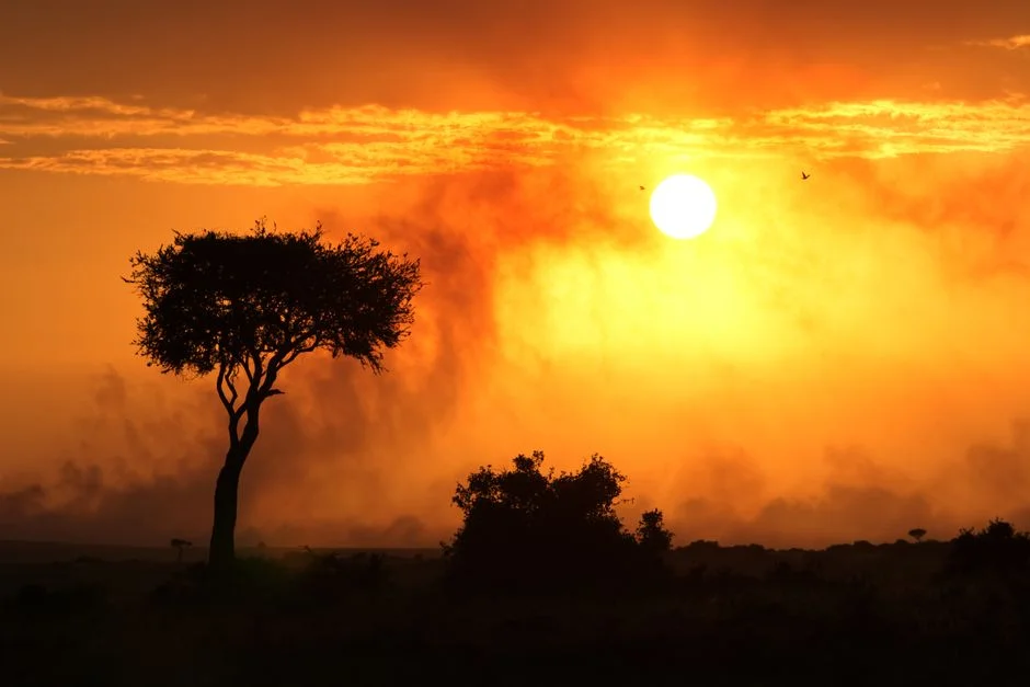 Europa Arde Sob Calor Extremo — Zoo de Berlim Refresca Elefantes e Ursos — Financa