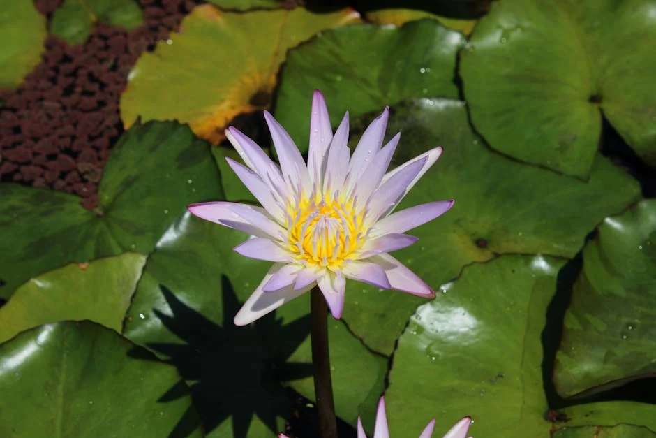 Governo da Gana confirma morte de 55 cidadãos atraídos por Rússia para lutar na Ucrânia — Politica