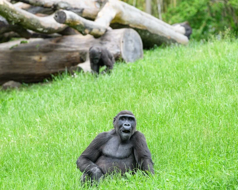 Governo da RDC confirma 200 mortos após deslizamento em mina controlada por rebeldes — as consequências econômicas — Politica
