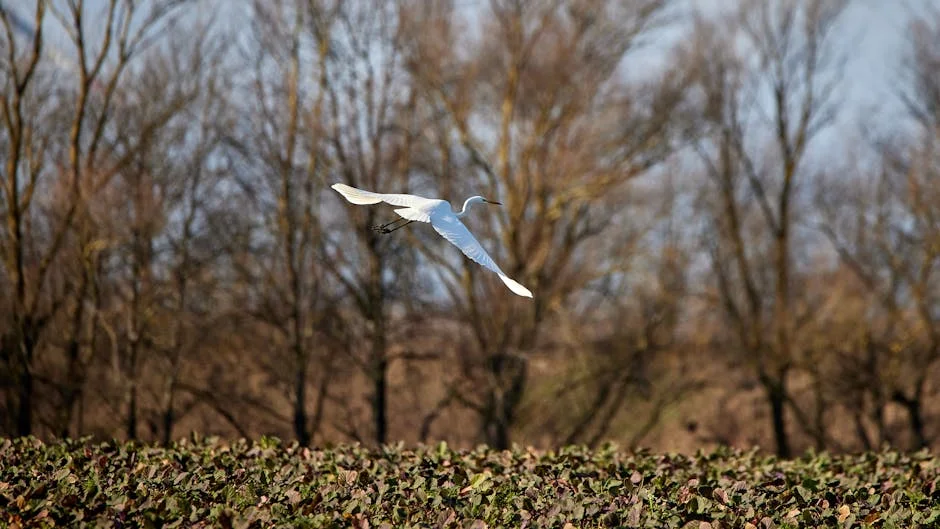 Grimaldo revela talento multifacetado: 'Sou especialista' — impacto no Leverkusen — Empresas