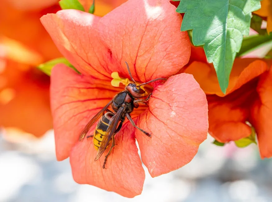 Hornets derrotam Celtics: impacto no mercado e no investimento em desporto — Empresas