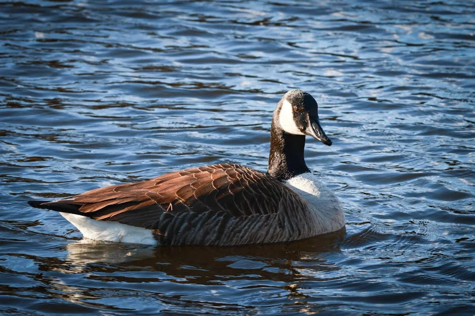 Índices da bolsa fecham em alta com Nifty50 acima de 24.350 — Empresas