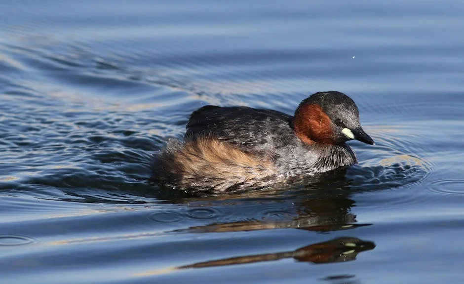 John Senona vence Nkululeko Dunga e assume presidência da Ekurhuleni: o que isso significa — Empresas