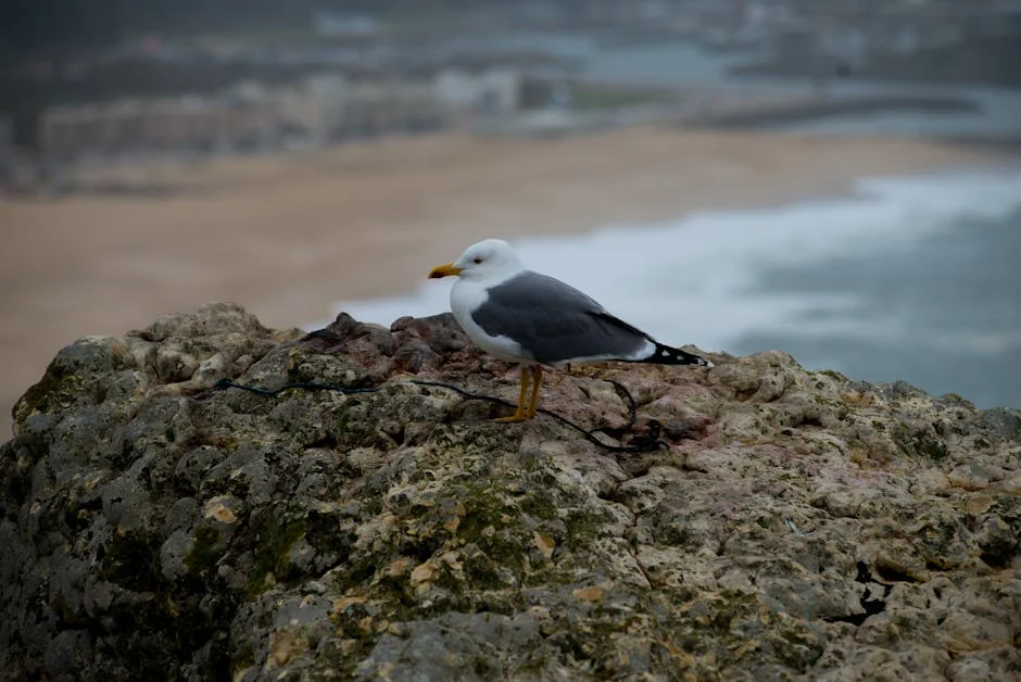 Leiria bate recorde de visitantes em 2023: o impacto no comércio local — Empresas