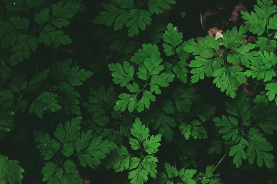 Líder indígena Rhoda Roberts, que criou "Bem-vindo ao país", morre aos 66 anos — Mercados