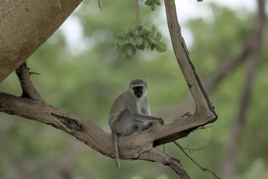 Líder tradicional de Limpopo assassinado: repercussões no mercado e na economia — Empresas