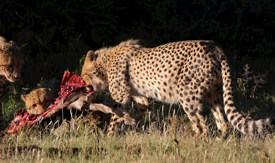 Mduduzi Ncube deixa Inkabi Records de Big Zulu: o que isso significa para o mercado musical — Empresas