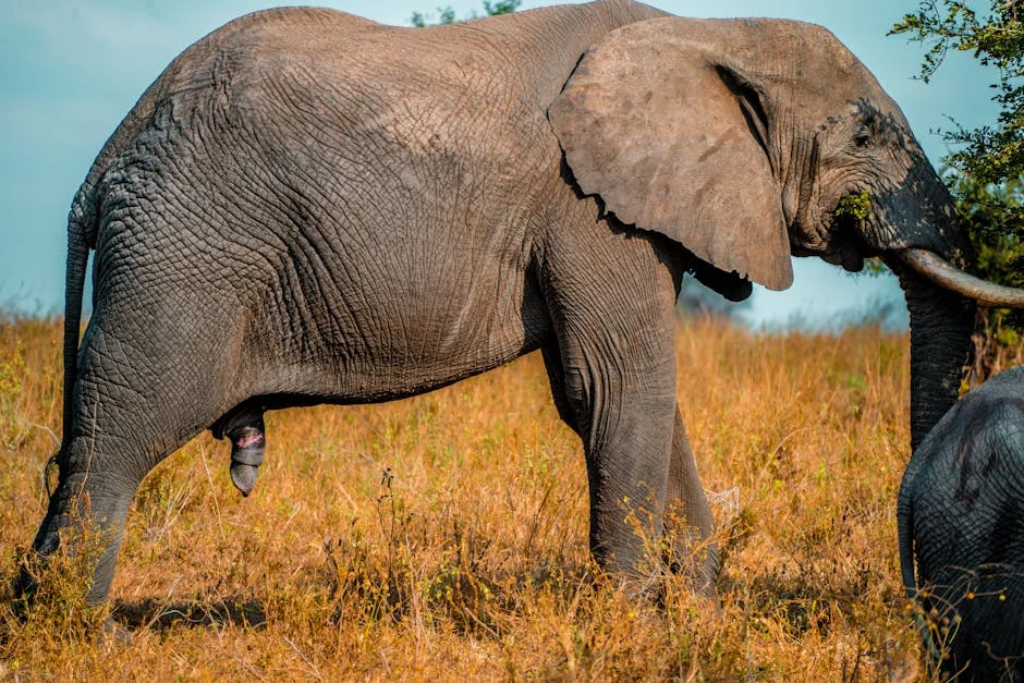 Novo Videogame Faz Africano Fantasiar Sobre a Recuperação de Tesouros — Empresas