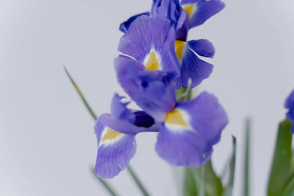 Política indiana ignora a essência: Khamenei e Dena expõem fraquezas do mercado — Politica