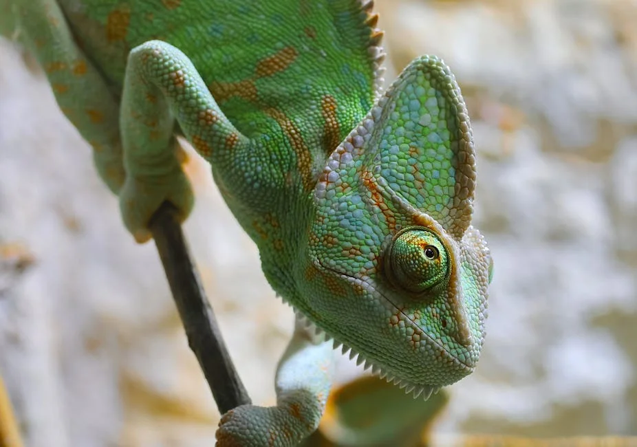 Presidente Leyen garante apoio financeiro a Zelensky: o que isso significa para a Europa — Empresas