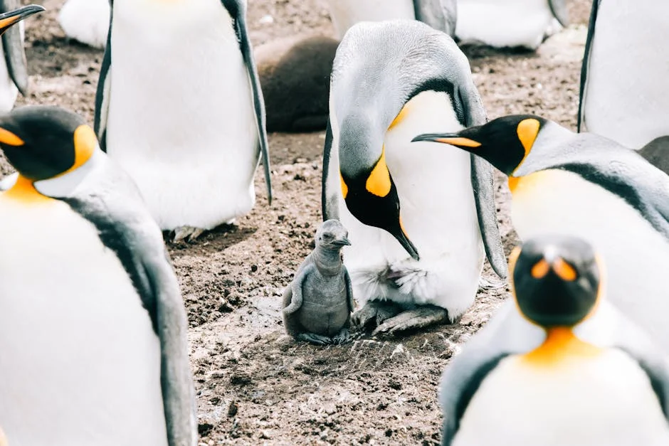 Projetos de energia verde em Namíbia preocupam pinguins e ecologia local — Energia