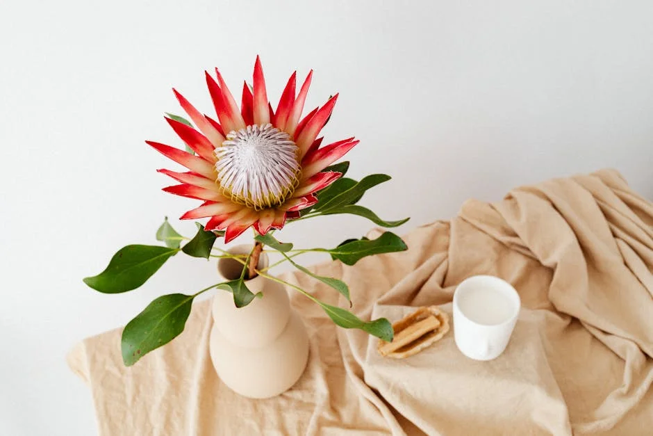 Rassie Erasmus não consegue salvar os Proteas: o impacto no T20 World Cup — Turismo