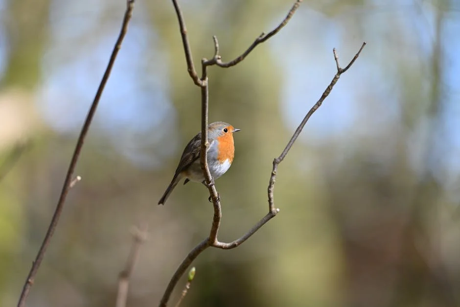 RSPB Denuncia Que Aves de Rapina na Britain Continuam a Ser Mortas e Envenenadas — Financa