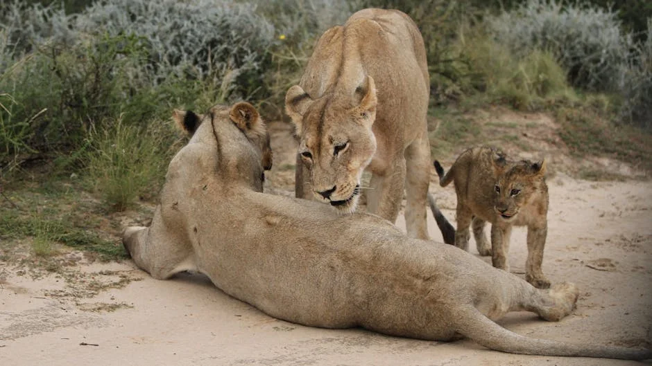 South Africa Declara Crise de Desnutrição como Emergência Nacional — Empresas
