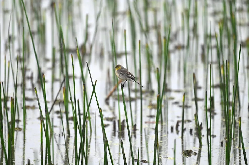 Tempestade de Granizo em Manipur Danifica Casas e Culturas em Thoubal
