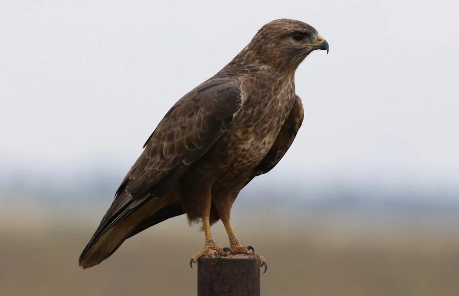 Tshwane suspende queixa contra CFO: implicações para mercados e investidores — Empresas