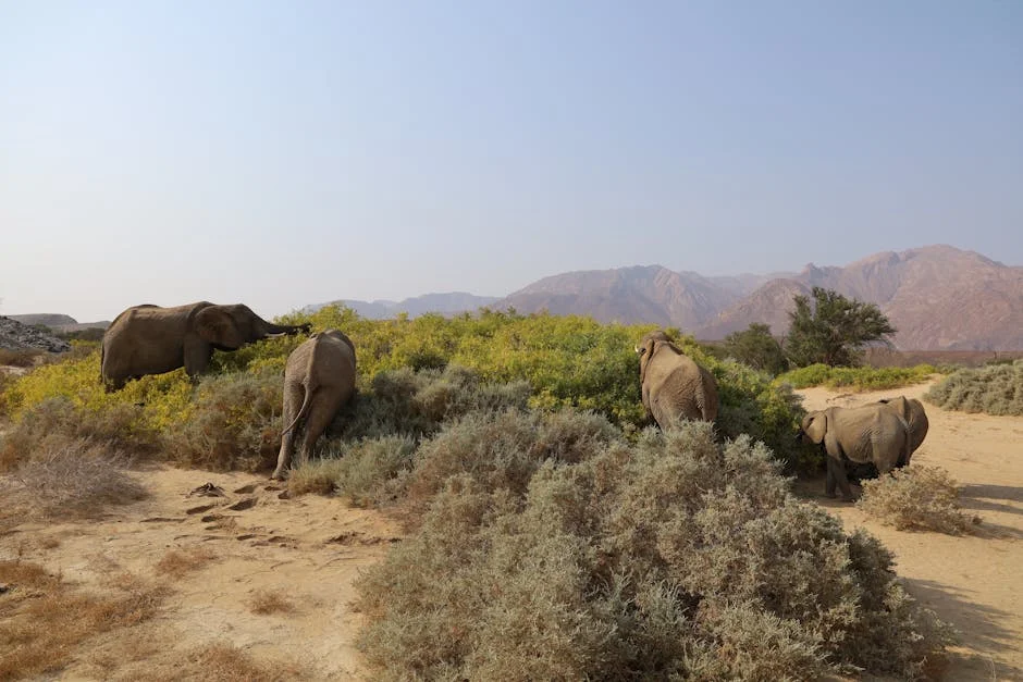 Villagers de Tripura protestam após elefante matar idosa — Empresas