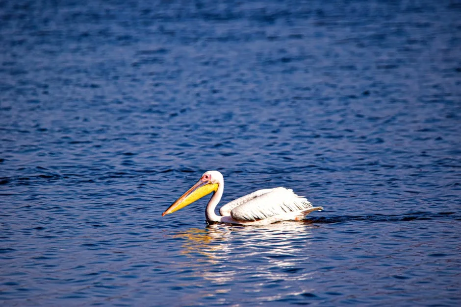 Zozibini Tunzi volta à Série 3 de Top Billing com elenco estrelado — Empresas